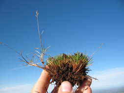 Image of Rytidosperma australe (Petrie) Connor & Edgar