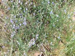 Image of Heliophila digitata L. fil.