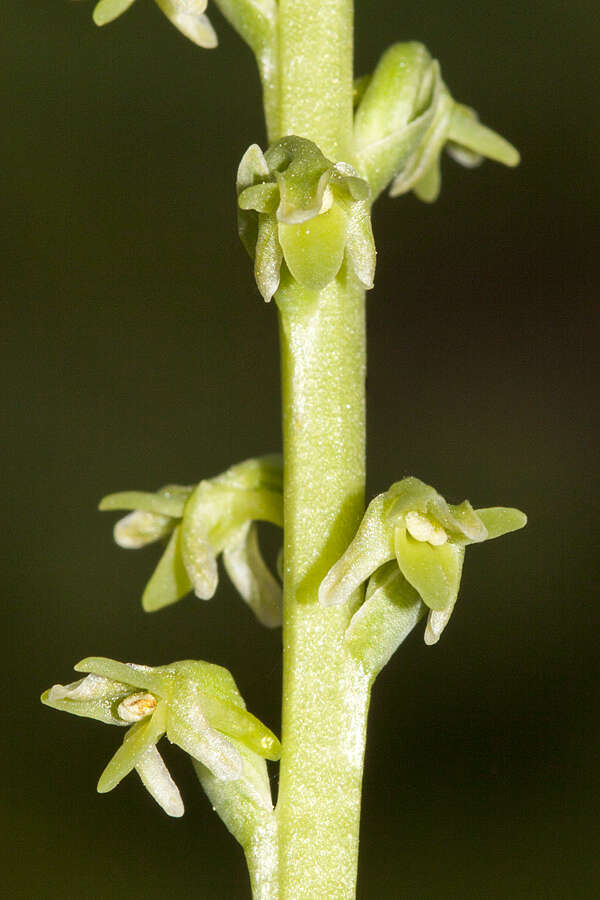 Image of Fringed orchids