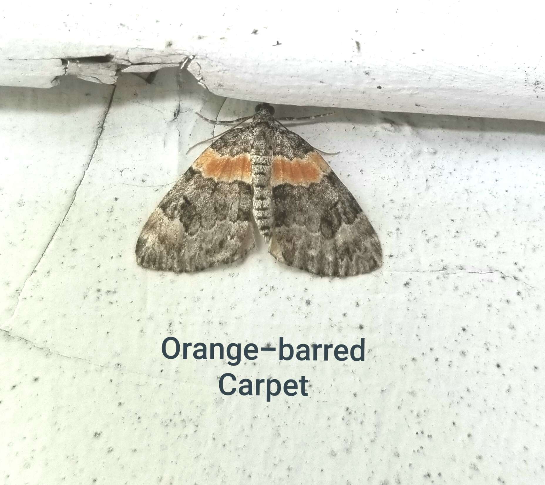 Image of Orange-barred Carpet