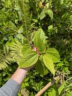 Image of Hawai'i false nettle