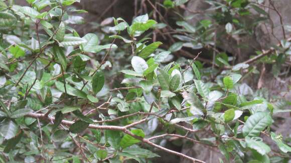 Imagem de Quercus tarokoensis Hayata