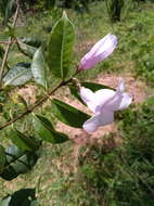 Cryptostegia madagascariensis Boj. resmi