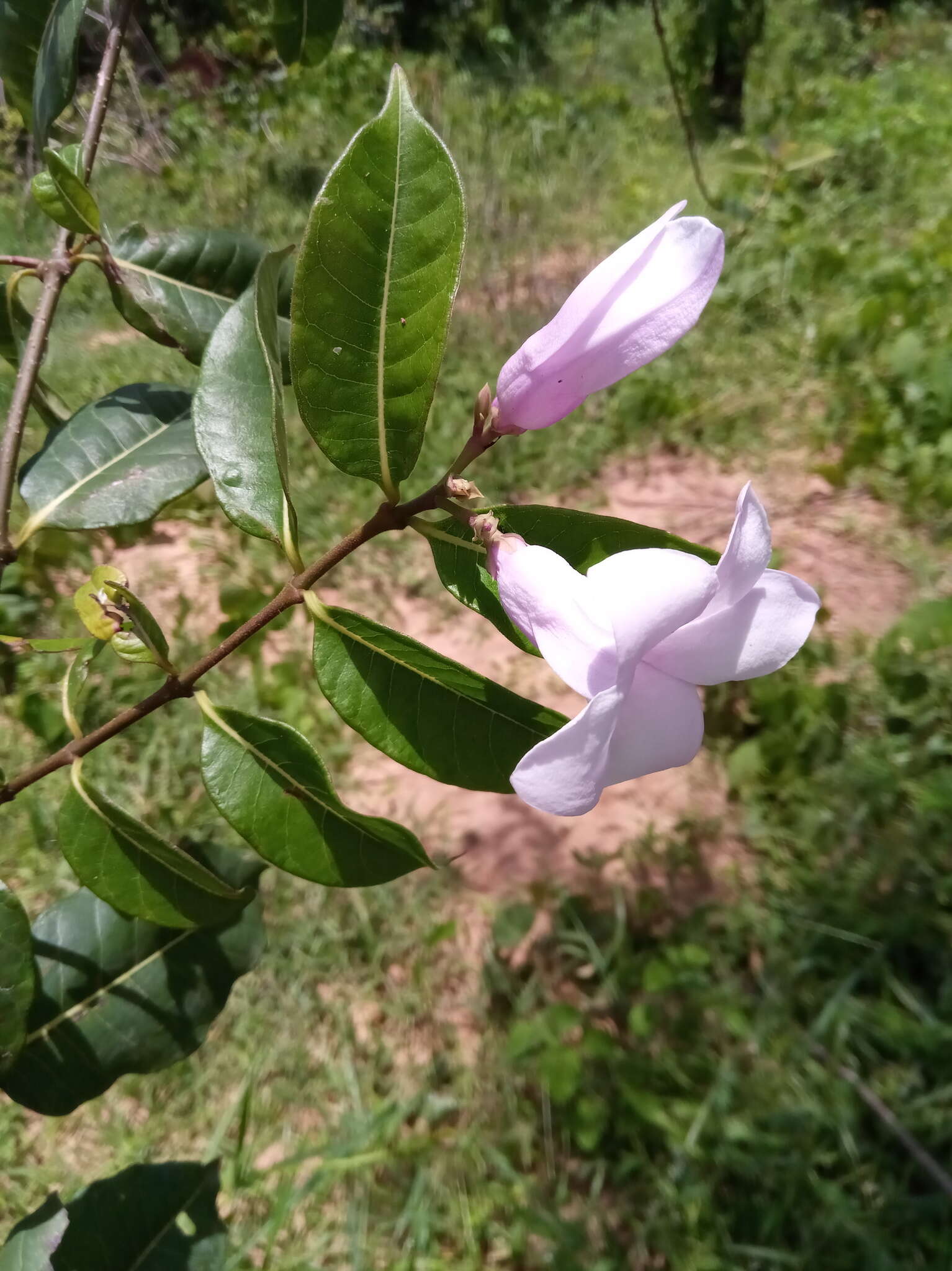 Cryptostegia madagascariensis Boj. resmi