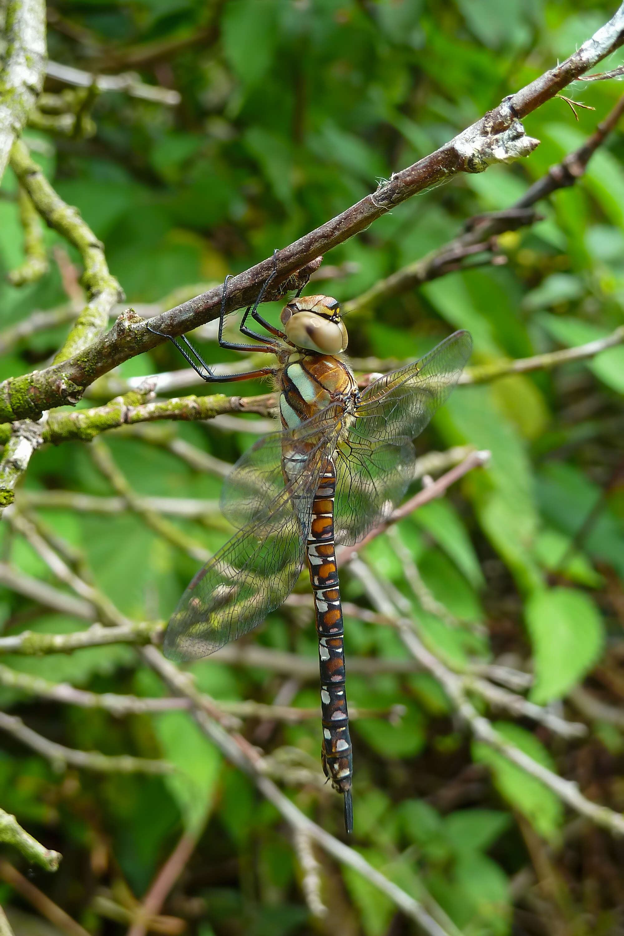 Image of Migrant Hawker