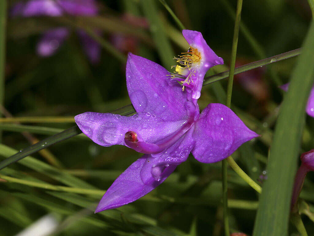 Image of tuberous grasspink