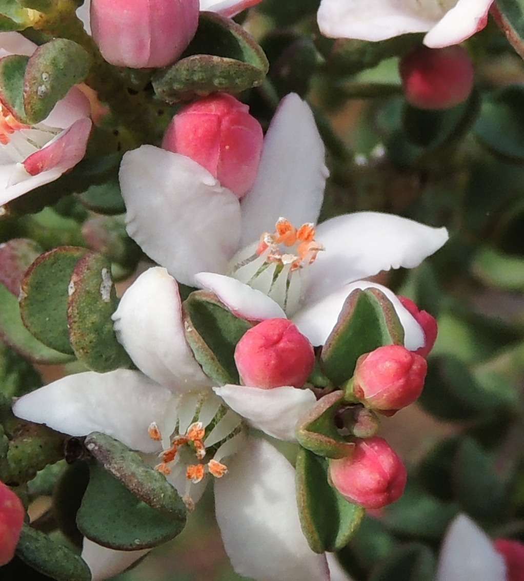 Image of Philotheca verrucosa (A. Rich.) Paul G. Wilson