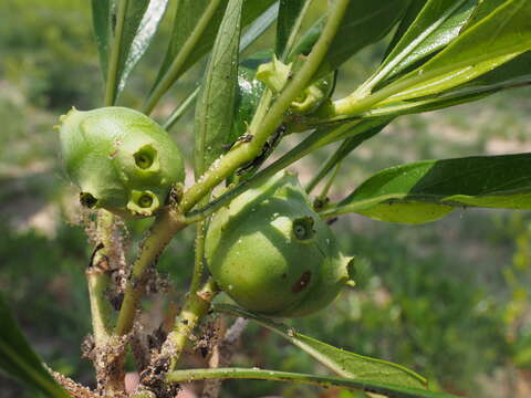 Image of Morinda angolensis (R. D. Good) F. White