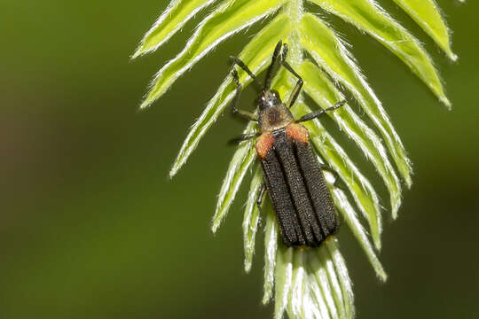 Heterispa vinula (Erichson 1847)的圖片