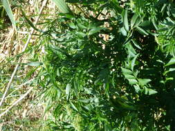 Imagem de Sambucus ebulus L.