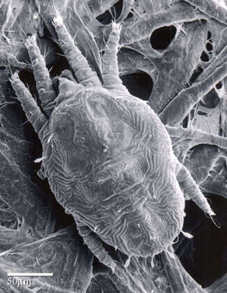 Image of Red and black flat mite