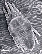 Image of Red and black flat mite