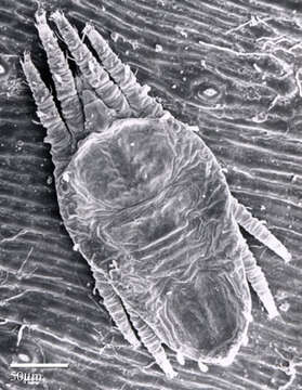 Image of Red and black flat mite