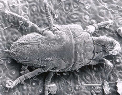 Image of Red and black flat mite