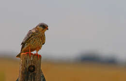 Image of Amur Falcon