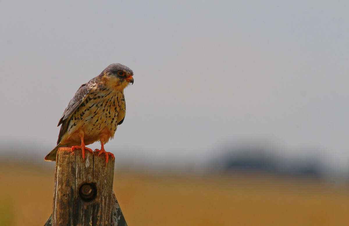 Image of Amur Falcon