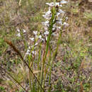 Image of Mauve leek orchid