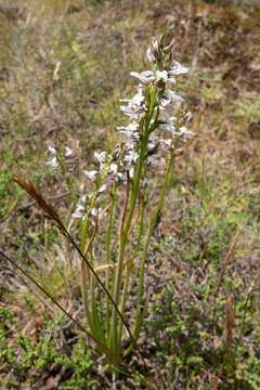 Image of Mauve leek orchid