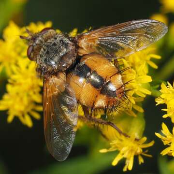 Image de Tachina fera (Linnaeus 1761)