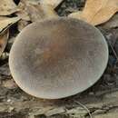 Слика од Pleurotus australis Sacc. 1891