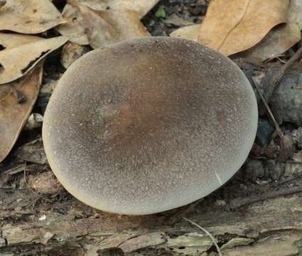 Слика од Pleurotus australis Sacc. 1891