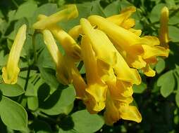 Image of yellow corydalis