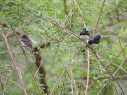 Image de Spermestes bicolor (Fraser 1843)