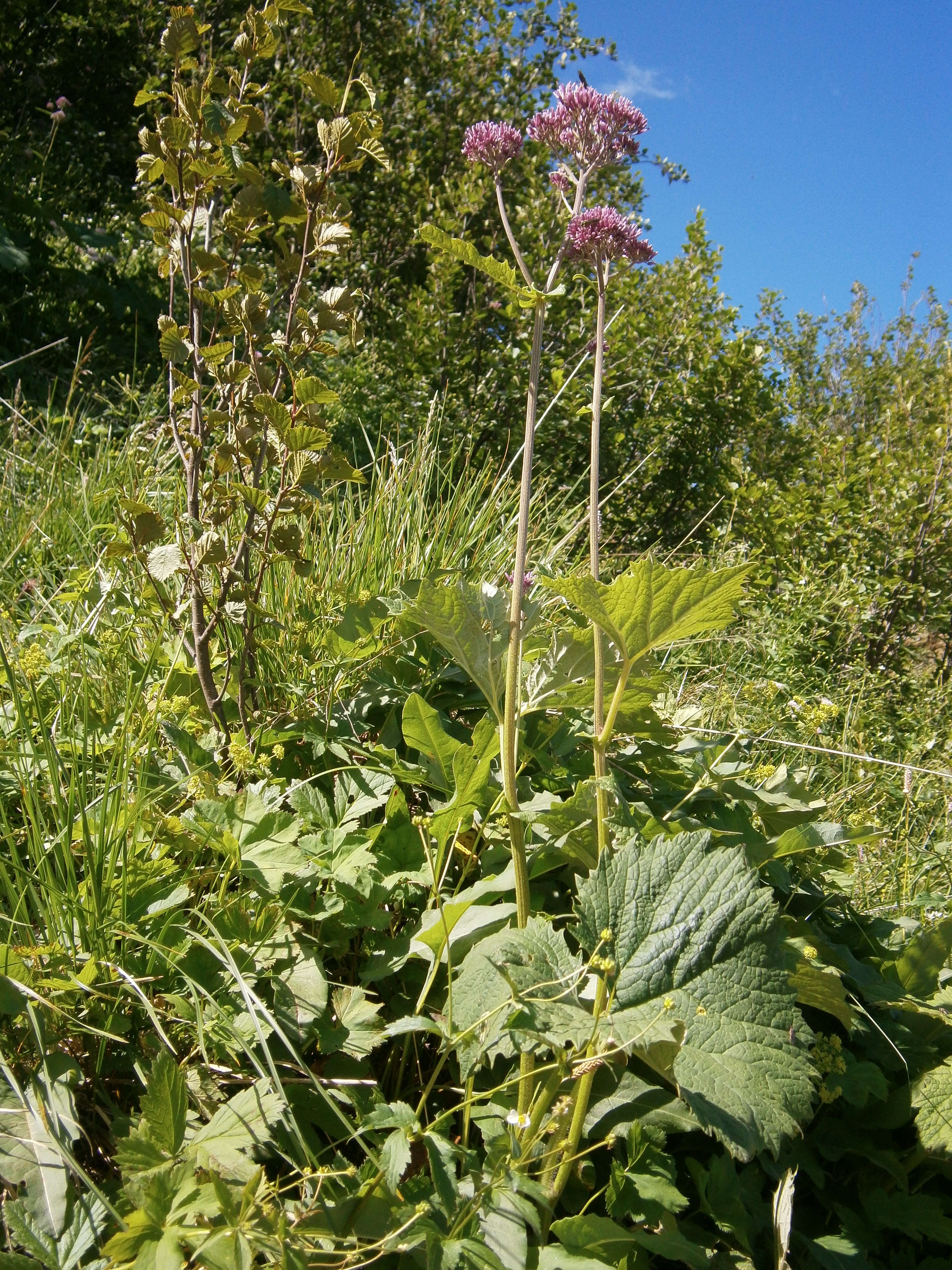 Image of Hedge-leaved Adenostyle