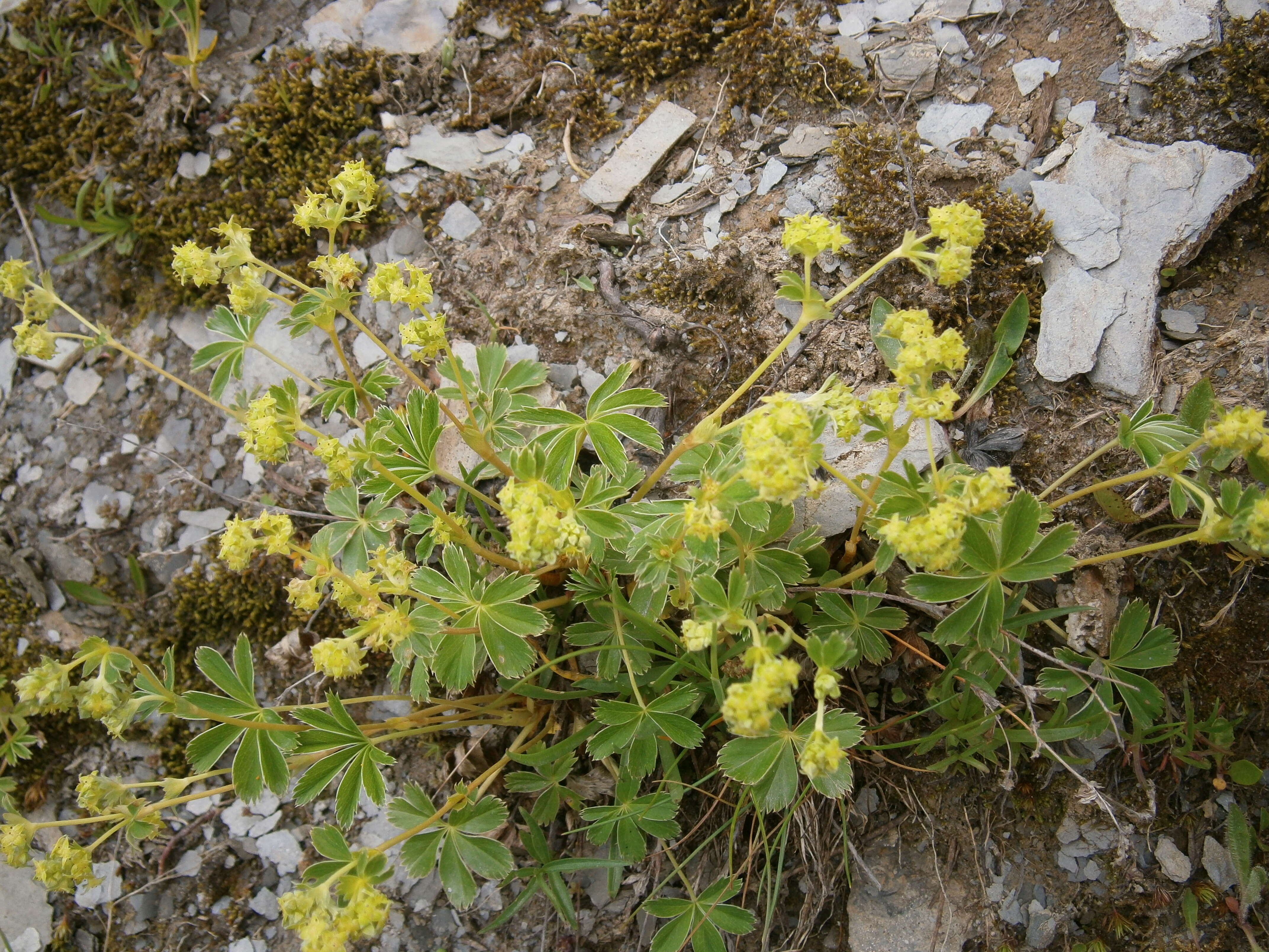 Image of Alpine Lady's-mantle