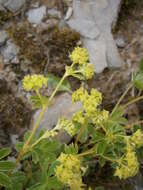 Image of Alpine Lady's-mantle