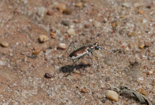 Sivun Eunota circumpicta johnsonii (Fitch 1857) kuva