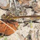 Image of Cypress Clubtail