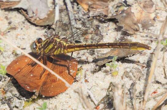 صورة Phanogomphus minutus (Rambur 1842)