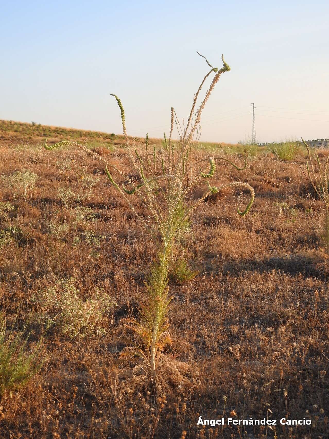 Image of Reseda suffruticosa Loefl.