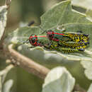 Image of Aztecacris laevis (Rehn & J. A. G. 1900)