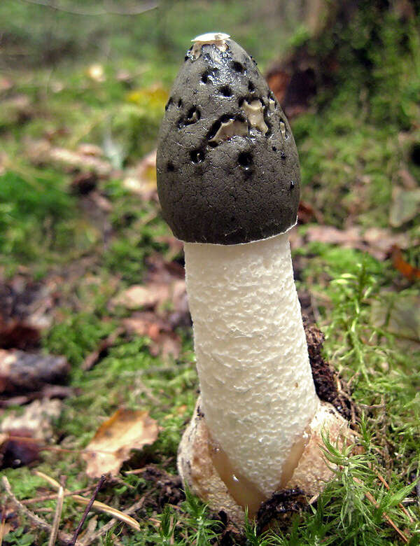 Image of Stinkhorn