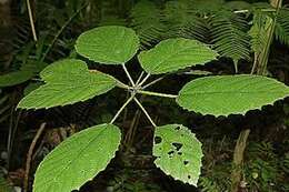 Imagem de Urera baccifera (L.) Gaud.