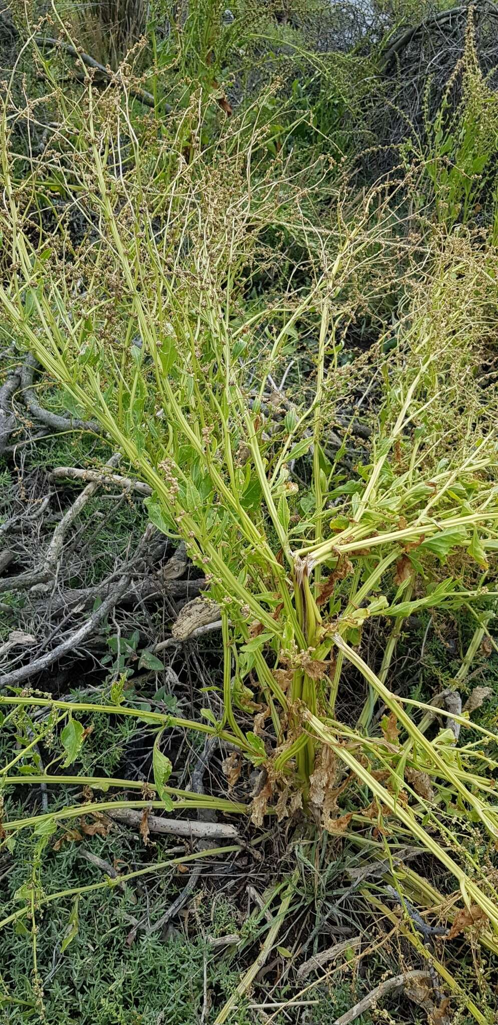 Image of common beet