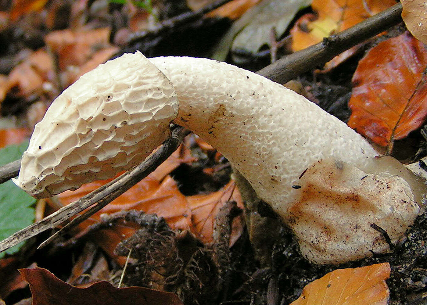 Image of Stinkhorn