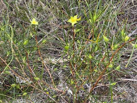 Image de Hibbertia striata (Steud.) K. R. Thiele