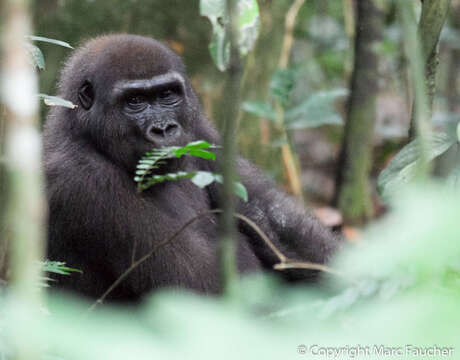 Image of Western Lowland Gorilla