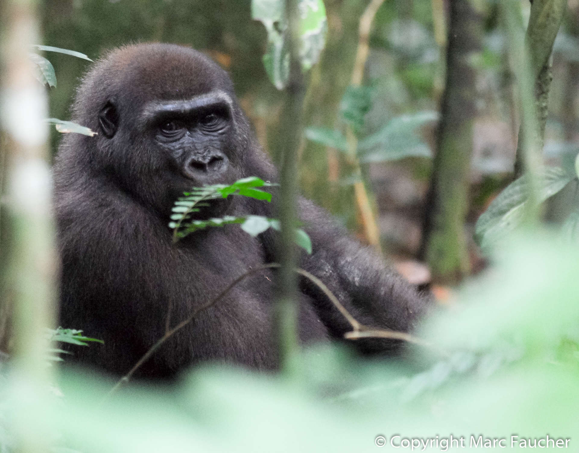 Image of Western Lowland Gorilla