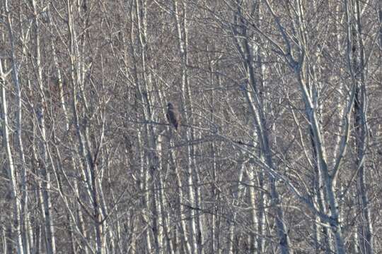 Image of Gyr Falcon