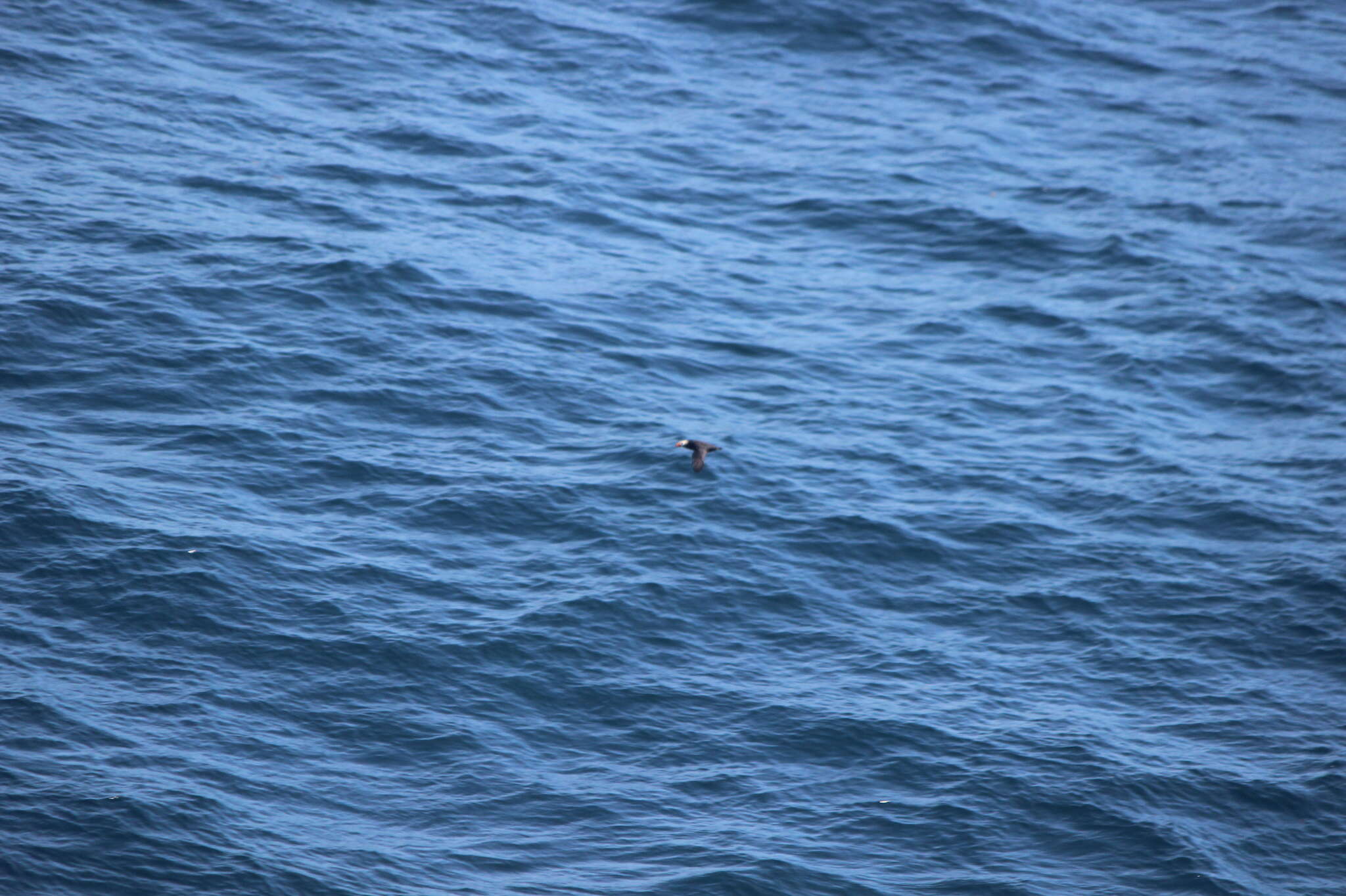 Image of Tufted Puffin