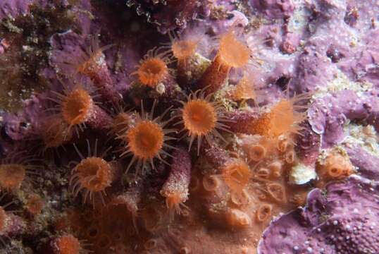 Image of Cape zoanthid