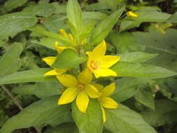 Слика од Lysimachia punctata L.