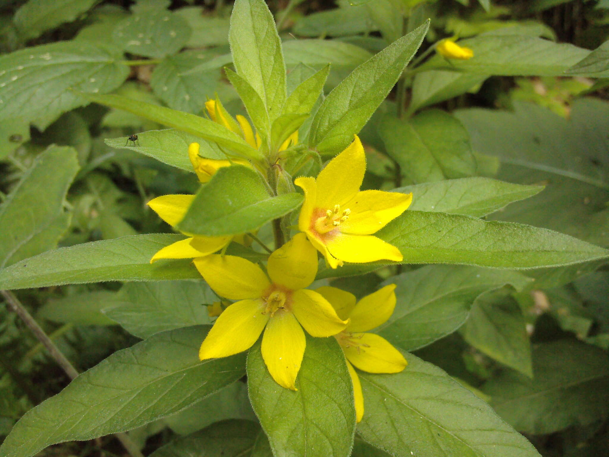 Слика од Lysimachia punctata L.