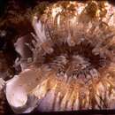 Image of Ring-tentacle anemone