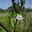 Image of roadside woodrose