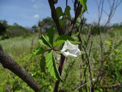 Image of roadside woodrose